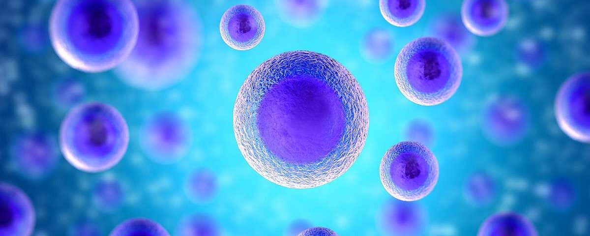In vitro. Klasyfikacja blastocyst