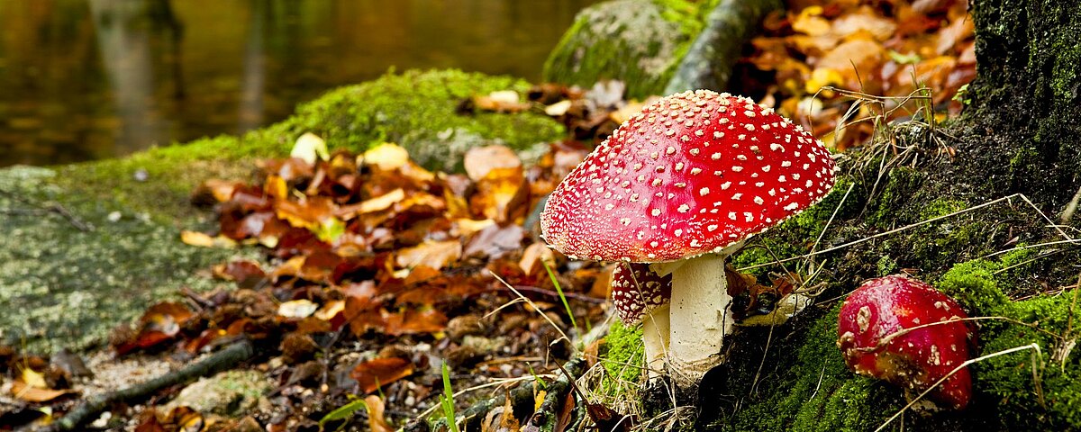 Grzyby trujące z gąbką: ryzyko spotkania z niebezpiecznymi okazami