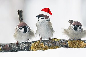 Papierowy ptaszek na choinkę