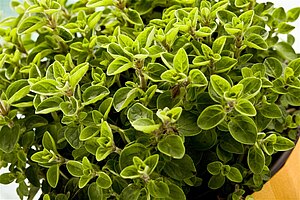 Oregano. Jak go używać?