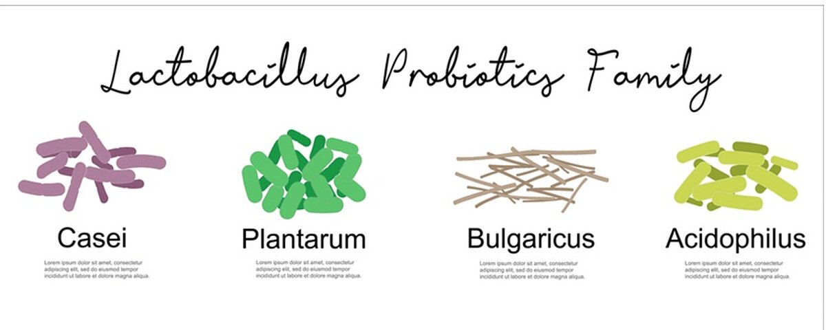 Probiotyki, prebiotyki, synbiotyki – czym się różnią, jak działają, kiedy je przyjmować?