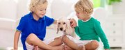 Poznaj najłagodniejsze rasy psów dla dzieci - przyjazne towarzystwo w domu z dzieckiem