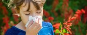 Co pyli w maju i czerwcu? Objawy alergii późną wiosną